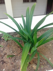Pandanus amaryllifolius