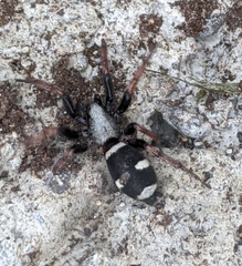 Sergiolus columbianus