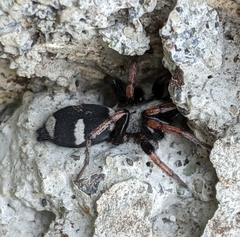 Sergiolus columbianus