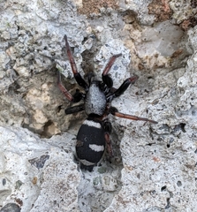 Sergiolus columbianus