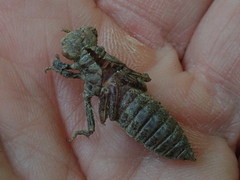 Ophiogomphus mainensis