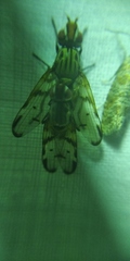 Otites formosa