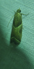 Nyctegretis lineana