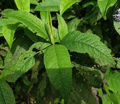 Critoniinae