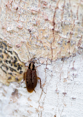 Macrophyllodromia maximiliani