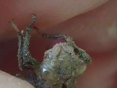 Ophiogomphus mainensis