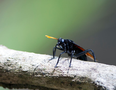 Protomydas rubidapex