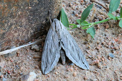 Sphinx chersis