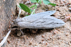 Sphinx chersis