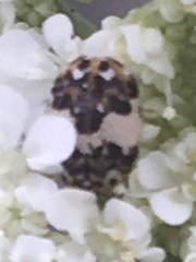 Anthrenus isabellinus