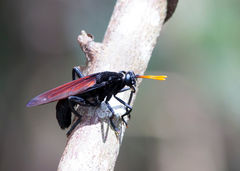 Protomydas rubidapex