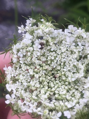 Anthrenus isabellinus