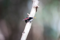 Protomydas rubidapex