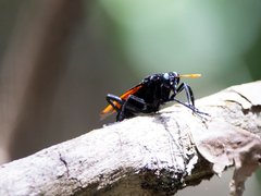 Protomydas rubidapex