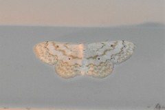 Idaea obfusaria