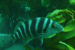 Chirodactylus spectabilis