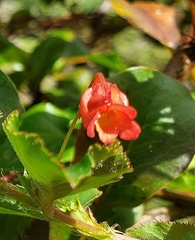 Viola arguta image