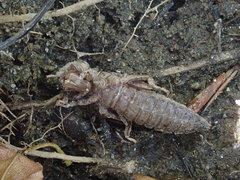 Ophiogomphus mainensis
