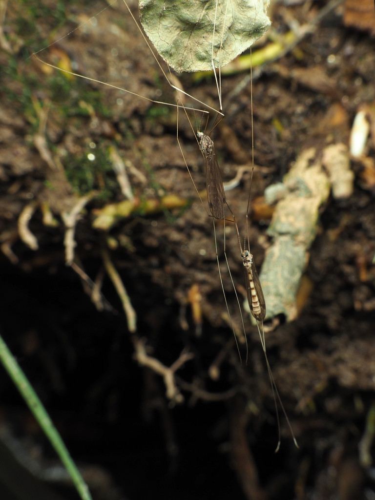 Dolichopeza walleyi