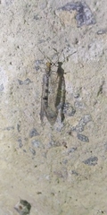 Megistopus flavicornis