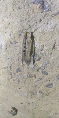 Megistopus flavicornis