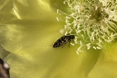 Acmaeodera bowditchi