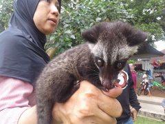 Paradoxurus musangus