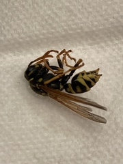 Polistes dominula