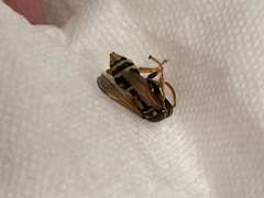 Polistes dominula