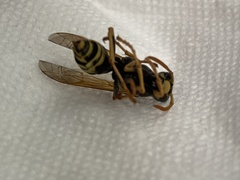 Polistes dominula