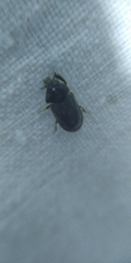 Heterocerus obsoletus