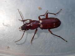 Pterostichus falli