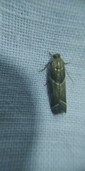Nyctegretis lineana