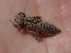 Ophiogomphus mainensis