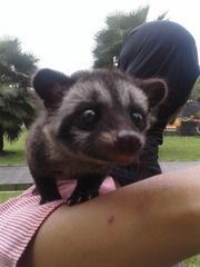 Paradoxurus musangus