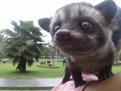 Paradoxurus musangus