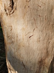 Phascolarctos cinereus
