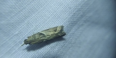 Nyctegretis lineana