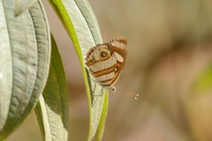Dynamine aerata