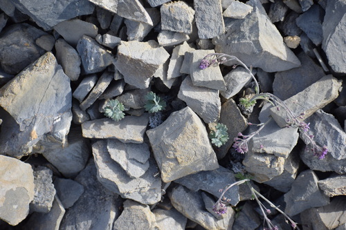 Image of Smelowskia borealis by (c) Syd Cannings, some rights reserved (CC BY)