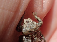 Ophiogomphus mainensis