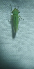 Cicadella