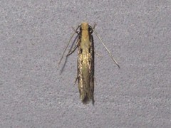 Tinea mandarinella