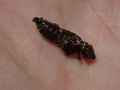 Stylogomphus albistylus