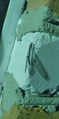 Megistopus flavicornis
