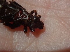 Stylogomphus albistylus