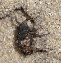 Cryptorhynchus fuscatus