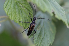 Strangalepta abbreviata