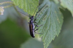 Strangalepta abbreviata