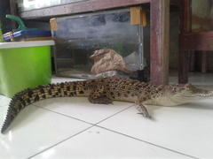 Crocodylia